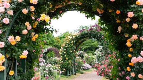 Keisei Rose Garden