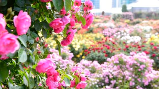 Keisei Rose Garden