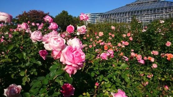 Keisei Rose Garden