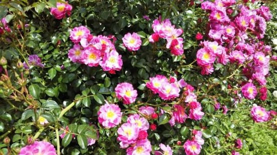 Keisei Rose Garden