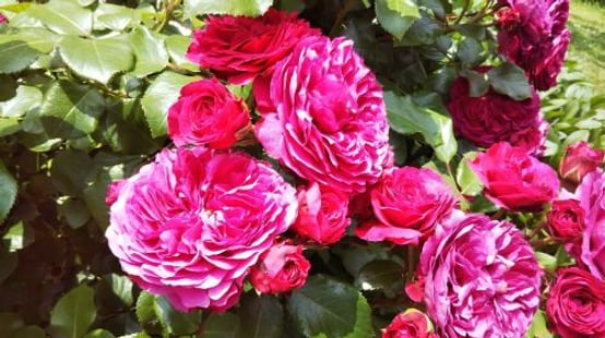 Keisei Rose Garden