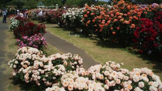 Keisei Rose Garden