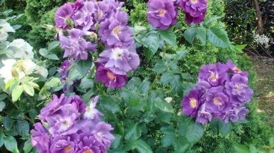 Keisei Rose Garden