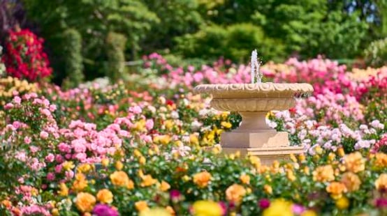 Keisei Rose Garden