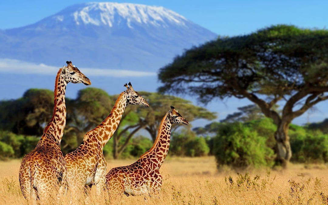 Kenya Luxury Safari from Nairobi to Amboseli, Meru & Masai Mara with Flights, Premium Lodges, Bush Breakfasts & Maasai Village Visit Image 1