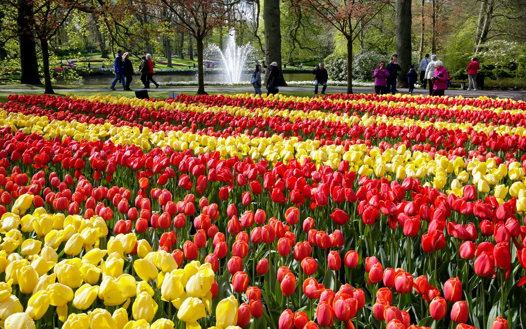 Keukenhof and Zaanse Schans Full-Day Trip from Amsterdam Image 1