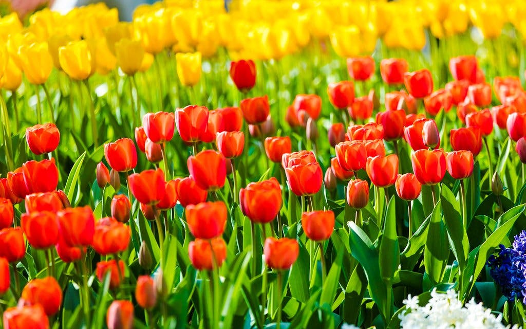 Keukenhof Entry Tickets Image 3