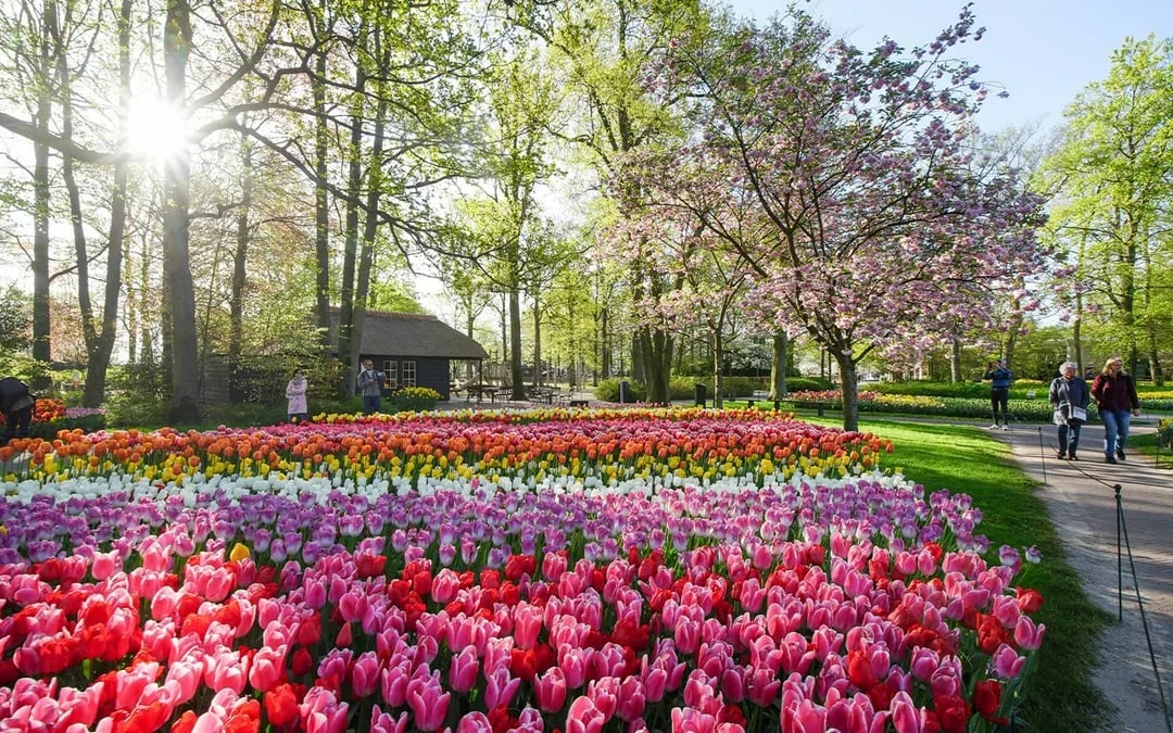 Keukenhof Entry Tickets Image 6