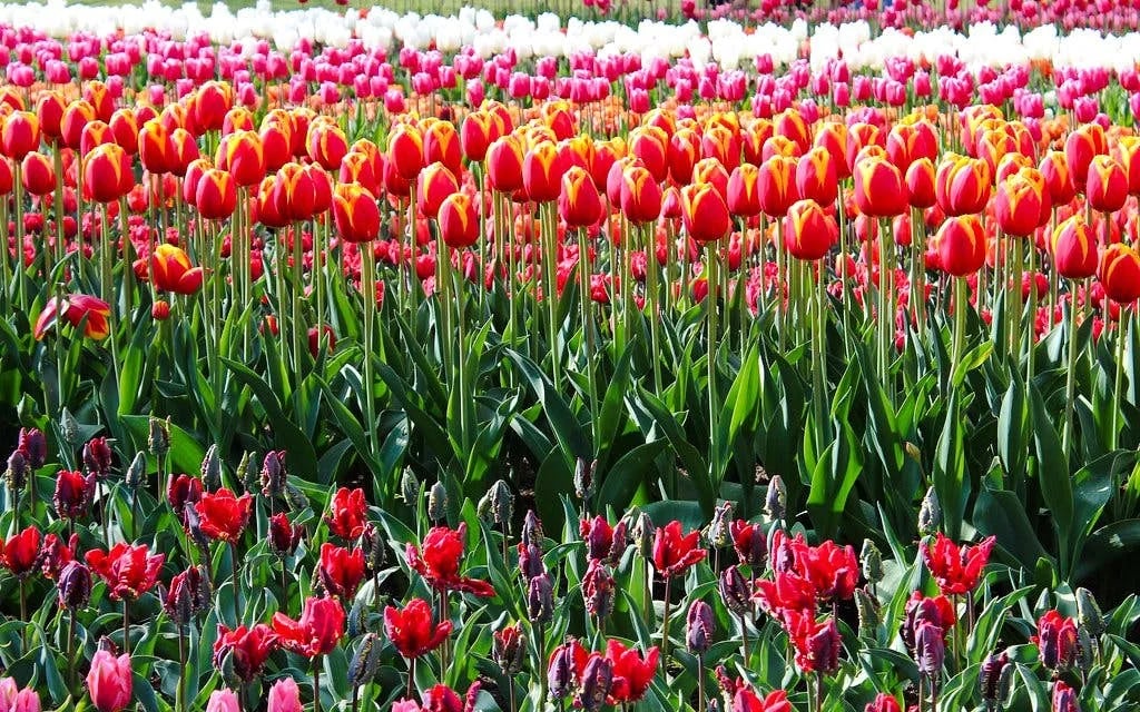 Keukenhof Entry Tickets Image 10