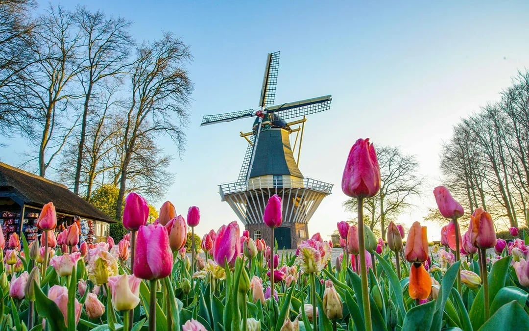 Keukenhof Entry with Transfers from Amsterdam Image 2