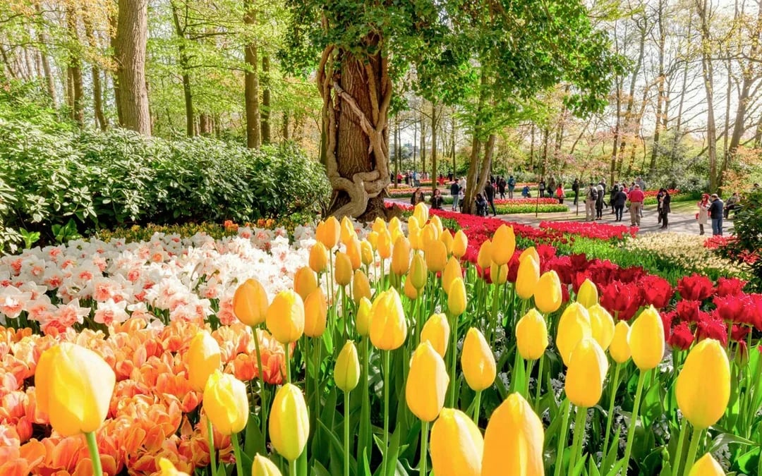 Keukenhof Entry with Transfers from Amsterdam Image 11