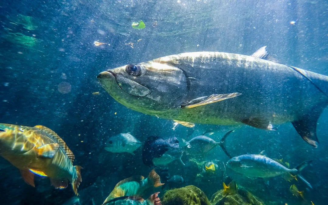 Key West Aquarium Image 3