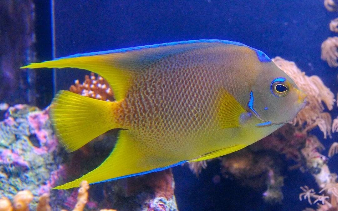 Key West Aquarium Image 6