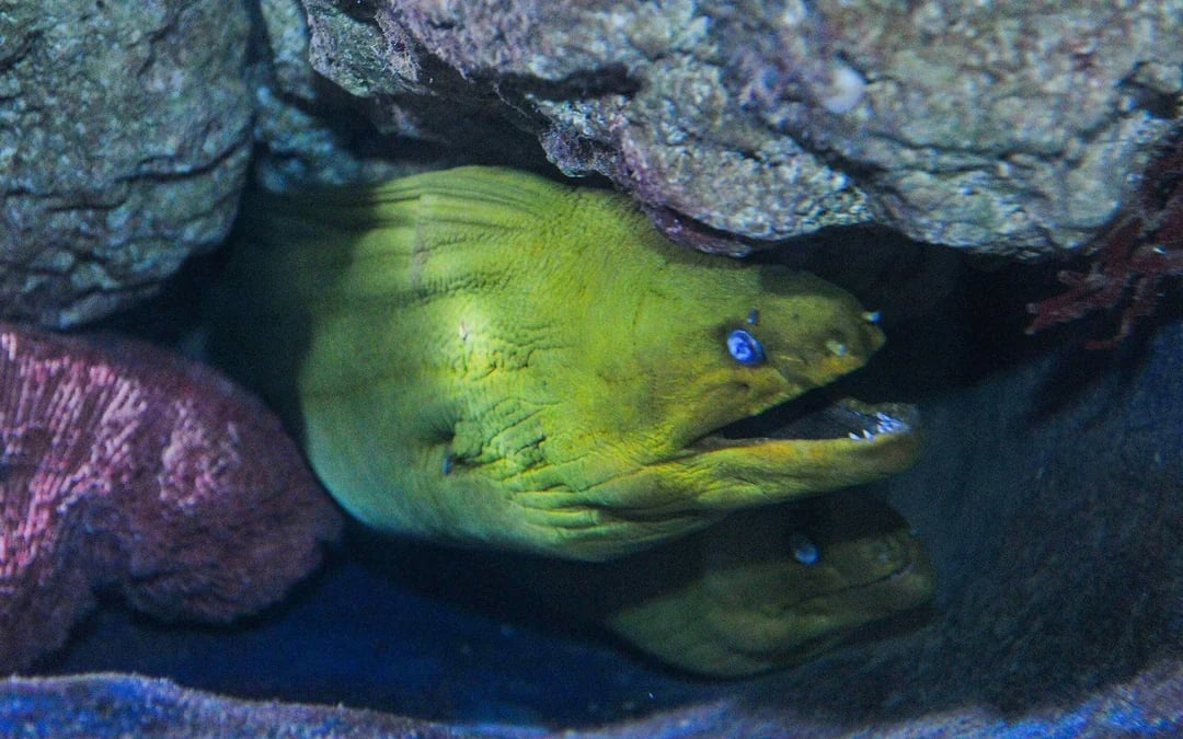 Key West Aquarium Image 10