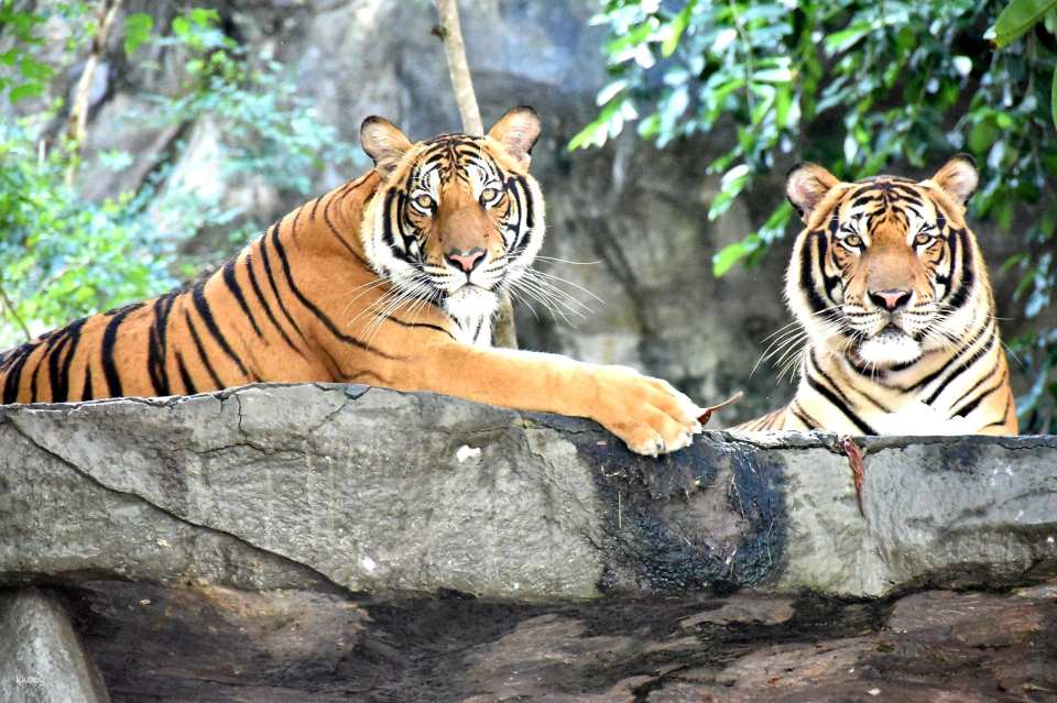 Khao Kheow Open Zoo Entrance Ticket | Thailand
