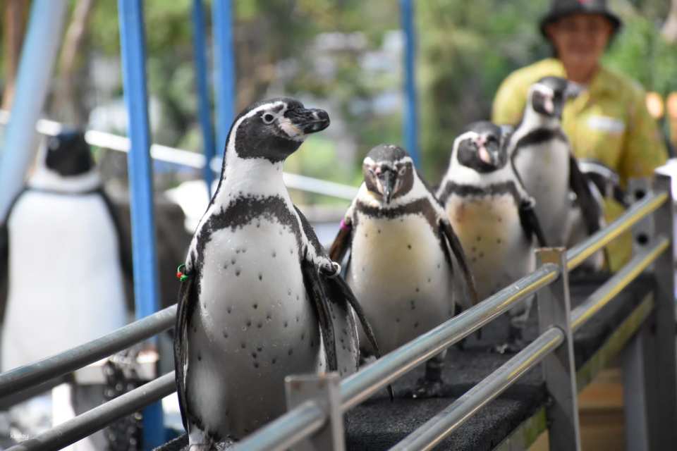 Khao Kheow Open Zoo Entrance Ticket | Thailand