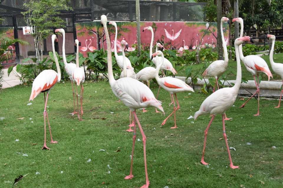 Khao Kheow Open Zoo Entrance Ticket | Thailand
