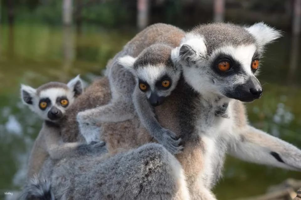 Khao Kheow Open Zoo Entrance Ticket | Thailand