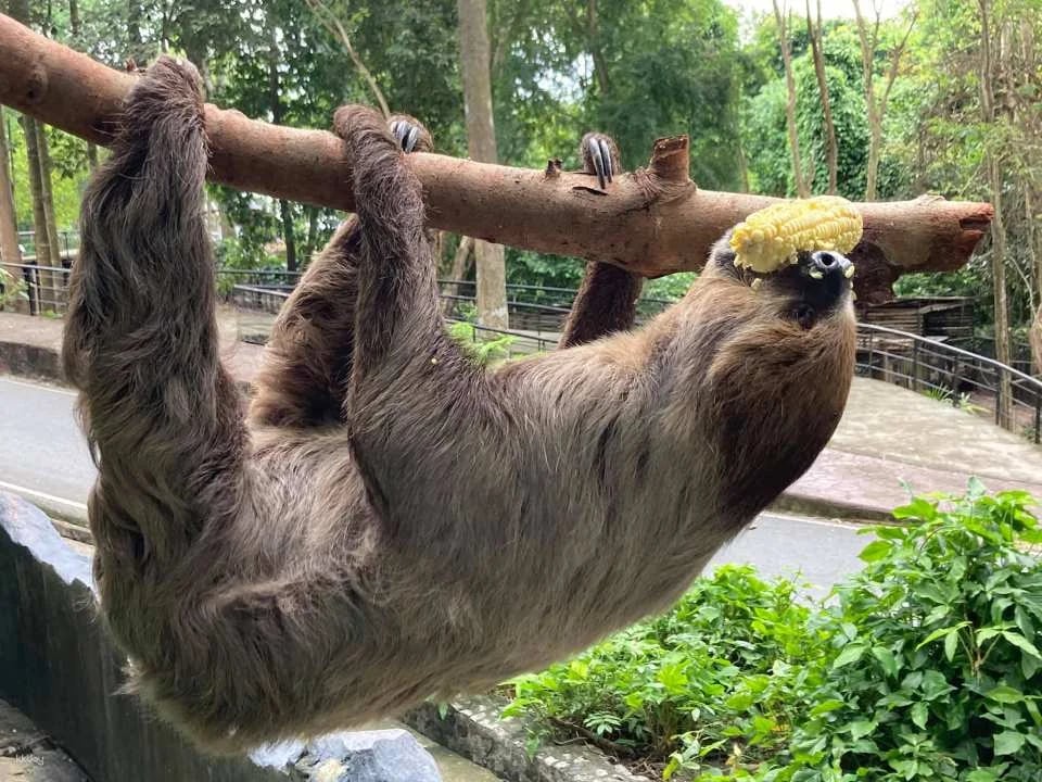 Khao Kheow Open Zoo Entrance Ticket | Thailand