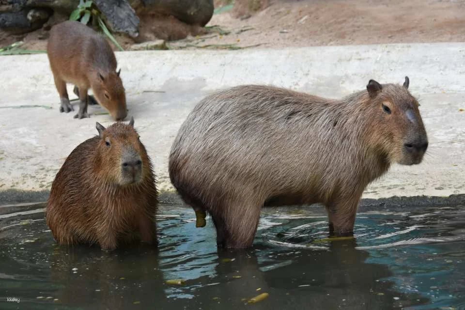 Khao Kheow Open Zoo Entrance Ticket | Thailand