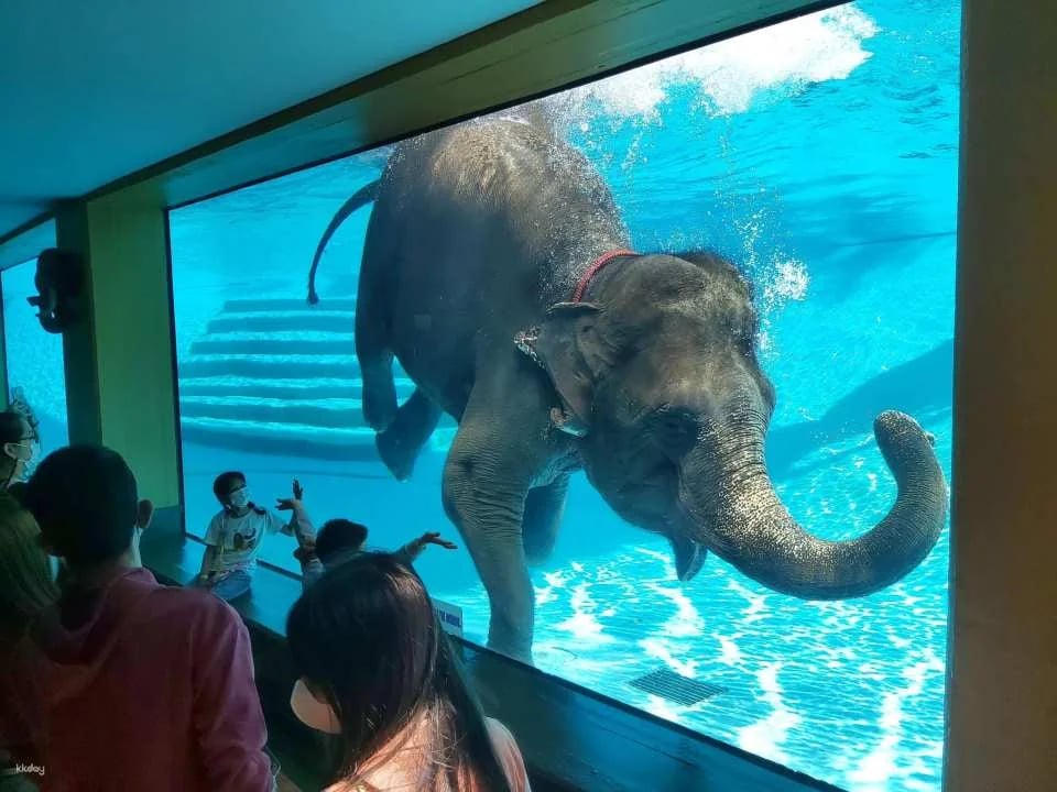Khao Kheow Open Zoo Entrance Ticket | Thailand