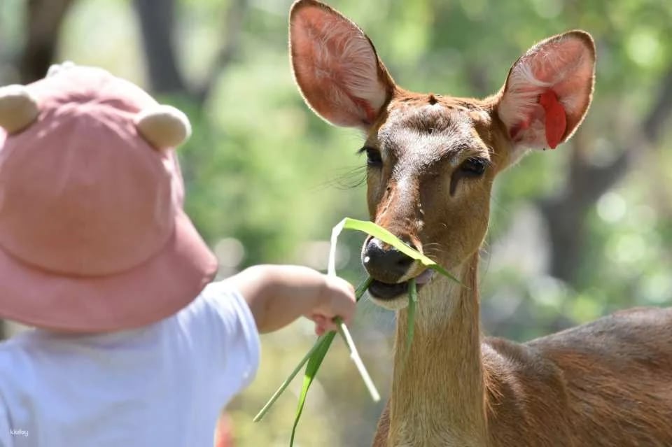 Khao Kheow Open Zoo Entrance Ticket | Thailand