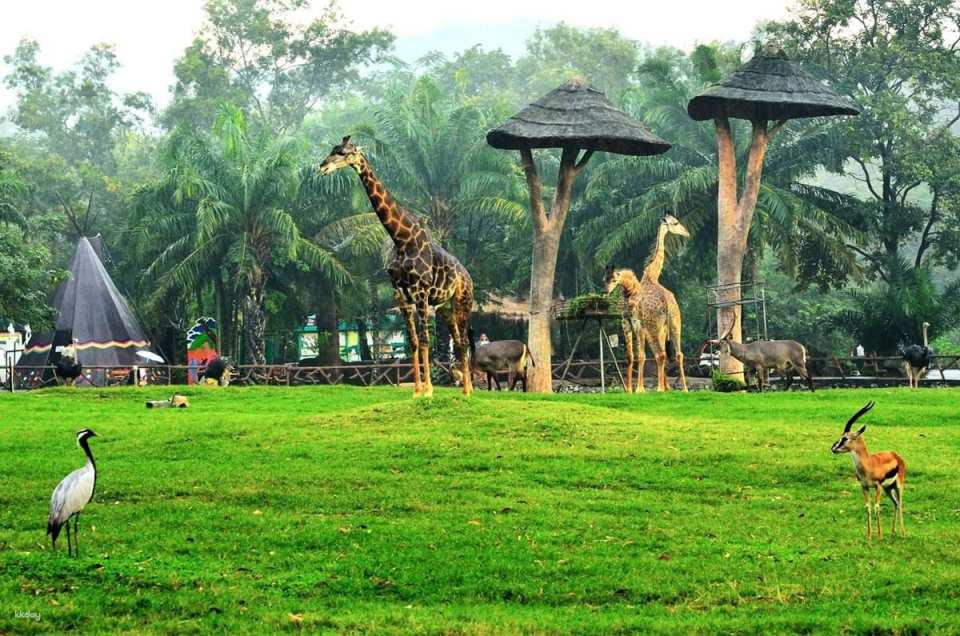 Khao Kheow Open Zoo Private Tour | Chonburi