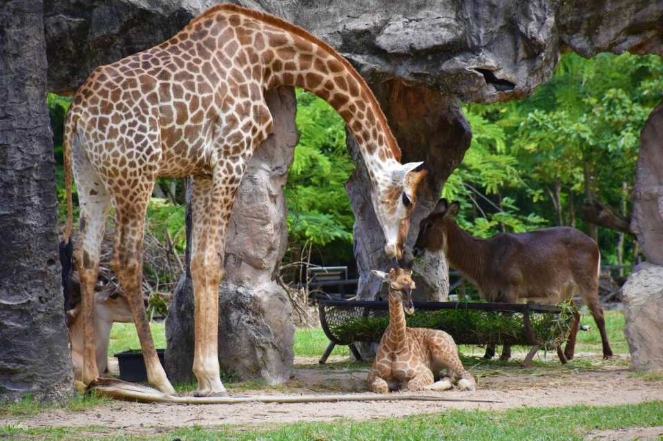 Khao Kheow Open Zoo Private Tour | Chonburi