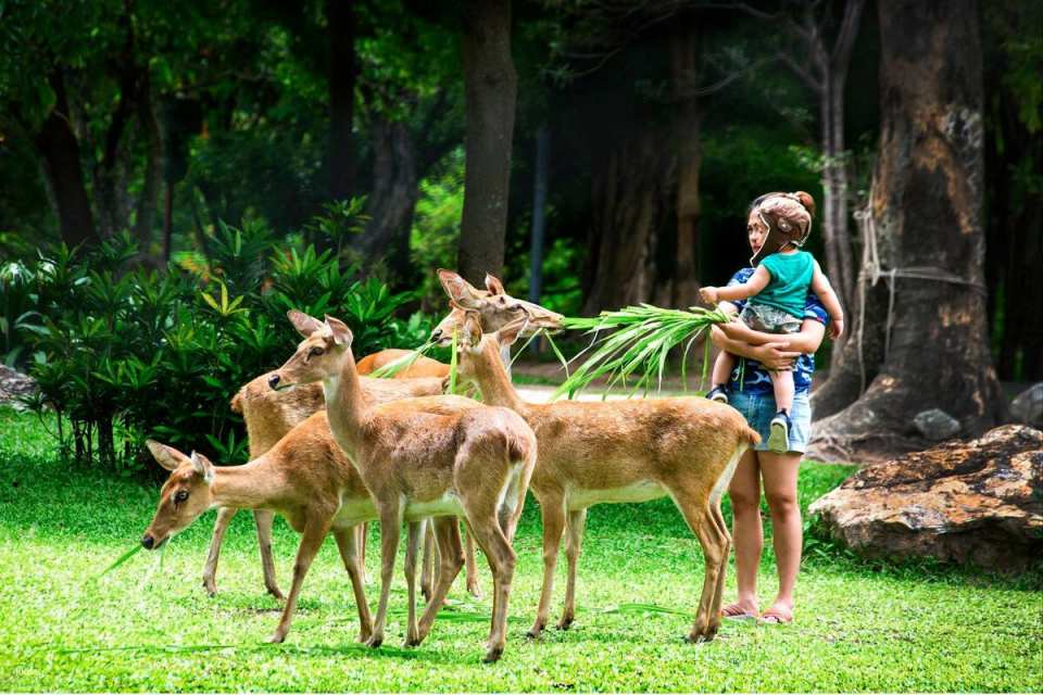 Khao Kheow Open Zoo Private Tour | Chonburi