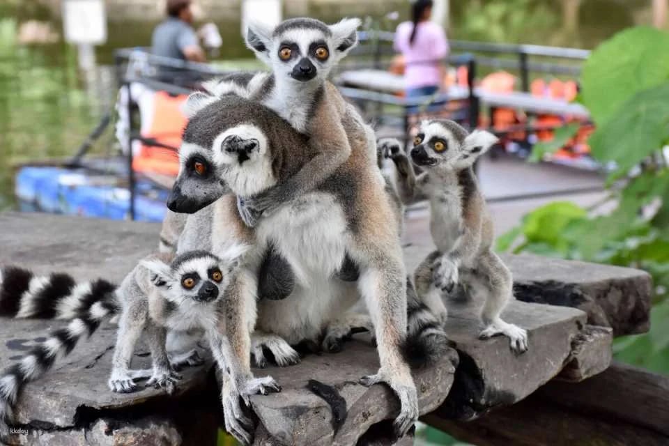Khao Kheow Open Zoo Private Tour | Chonburi