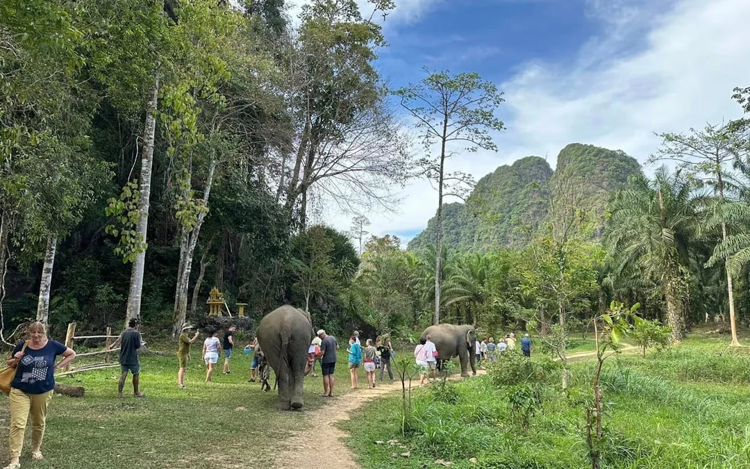 Khao Sok Elephant Sanctuary Eco-Guided Tour Tickets Image 2