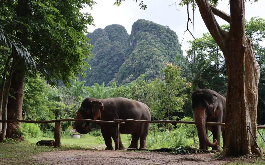 Khao Sok Elephant Sanctuary Eco-Guided Tour Tickets Image 3