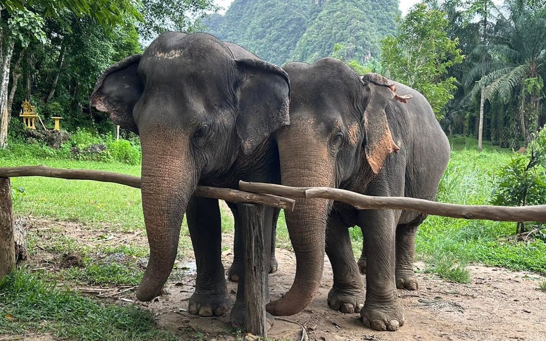 Khao Sok Elephant Sanctuary Eco-Guided Tour Tickets Image 4