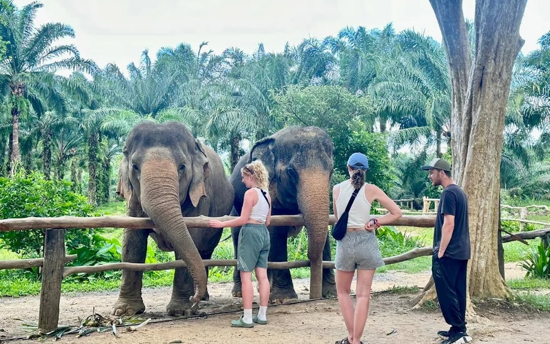 Khao Sok Elephant Sanctuary Eco-Guided Tour Tickets Image 5