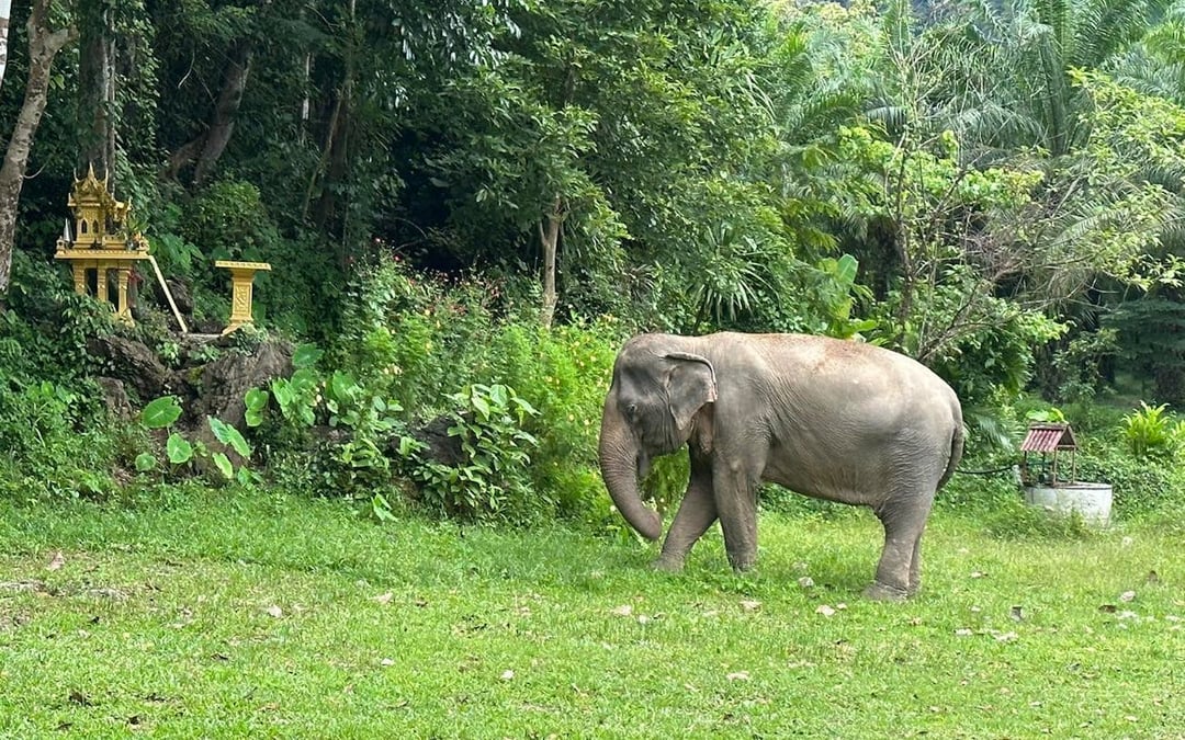Khao Sok Elephant Sanctuary Eco-Guided Tour Tickets Image 6