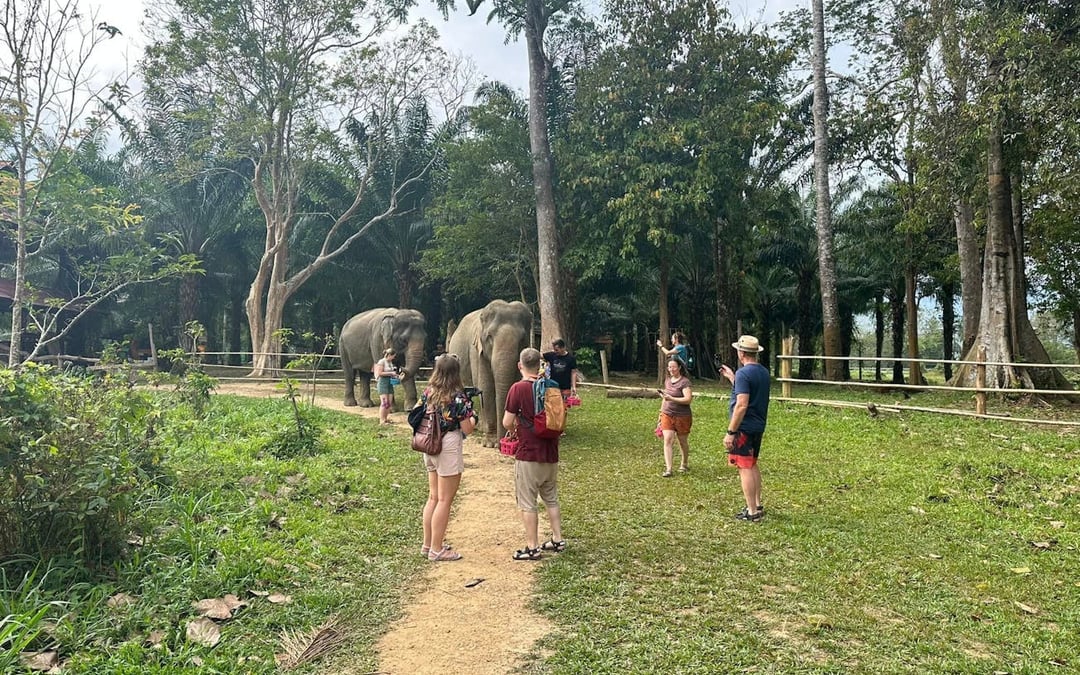 Khao Sok Elephant Sanctuary Eco-Guided Tour Tickets Image 7