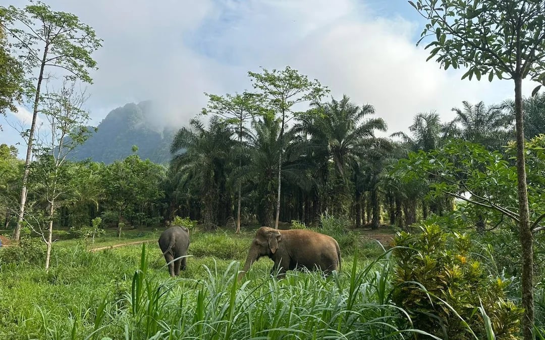 Khao Sok Elephant Sanctuary Eco-Guided Tour Tickets Image 8