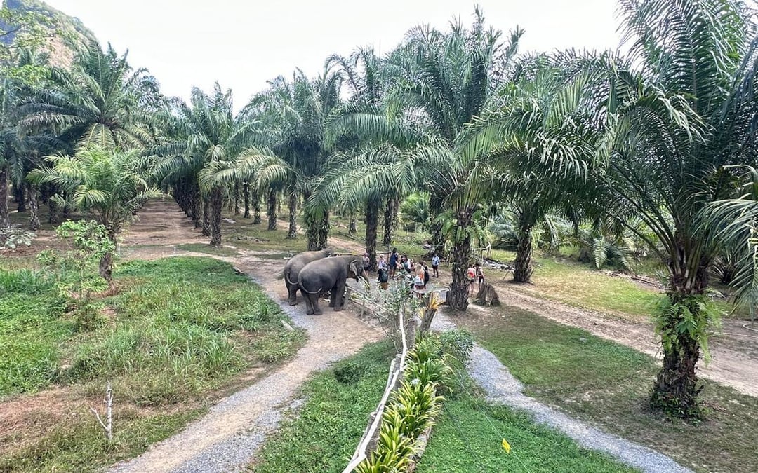 Khao Sok Elephant Sanctuary Eco-Guided Tour Tickets Image 9
