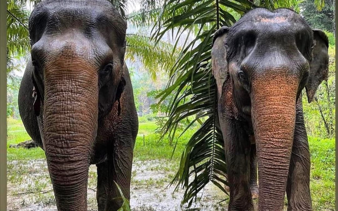 Khao Sok Elephant Sanctuary Eco-Guided Tour Tickets Image 10