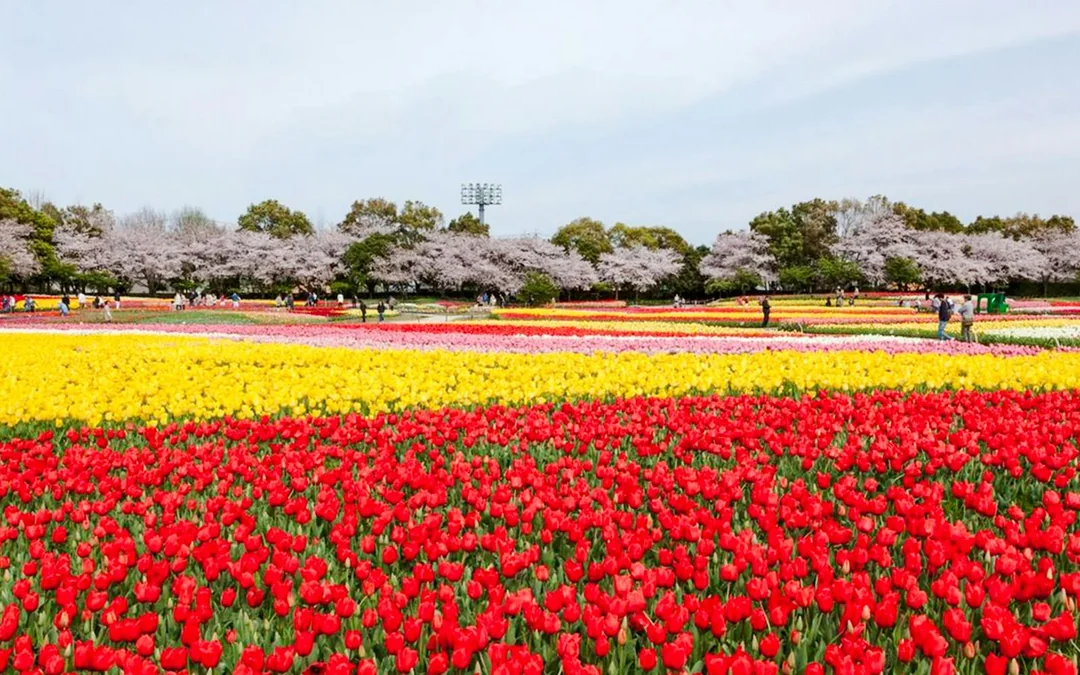 Kintetsu Rail Pass: Unlimited Travel on Kintetsu Lines Image 5