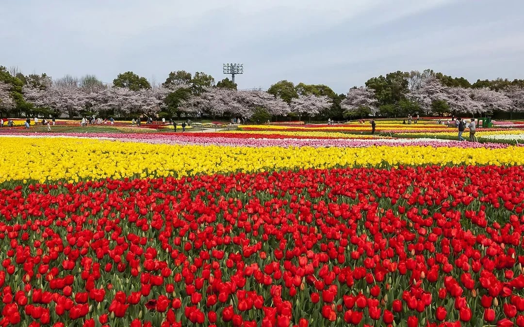 Kintetsu Rail Pass Image 9