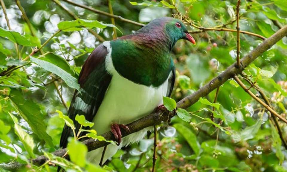 Kiwi Birdlife Park Queenstown Ticket | New Zealand