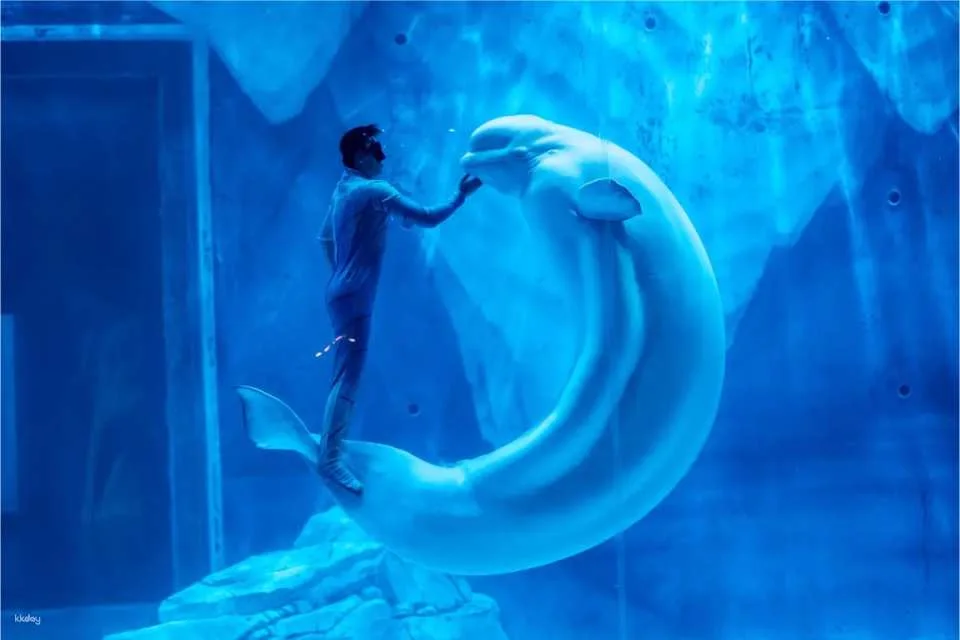 Shanghai Haichang Ocean Park: Admission Ticket | China