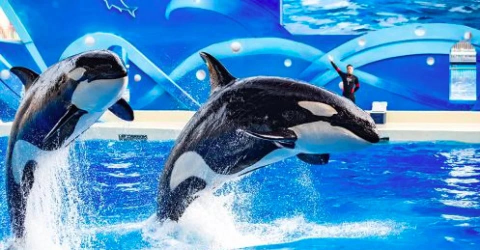 Shanghai Haichang Ocean Park: Admission Ticket | China