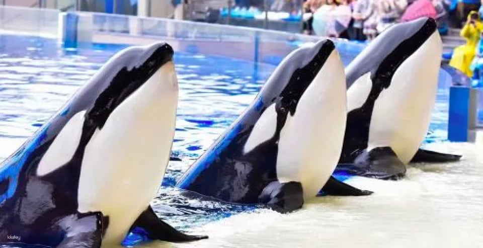 Shanghai Haichang Ocean Park: Admission Ticket | China