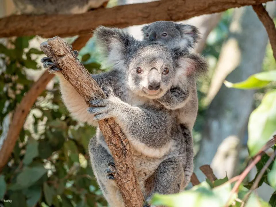 Lone Pine Koala Sanctuary Ticket | Brisbane