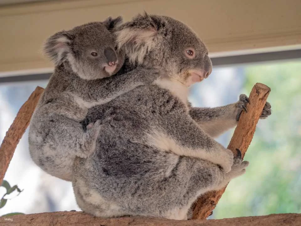 Lone Pine Koala Sanctuary Ticket | Brisbane