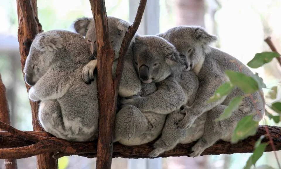 Lone Pine Koala Sanctuary Ticket | Brisbane