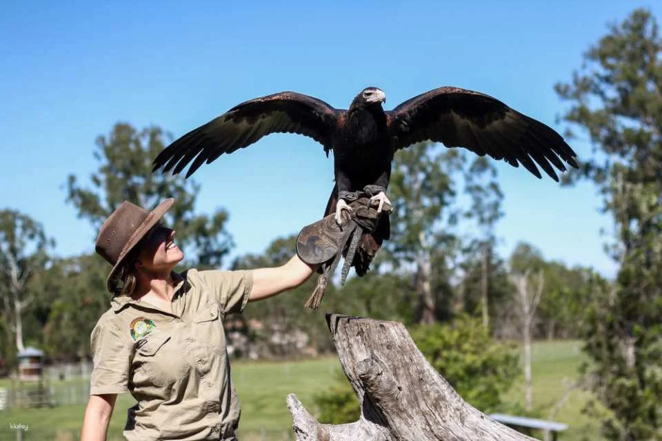 Lone Pine Koala Sanctuary Ticket | Brisbane