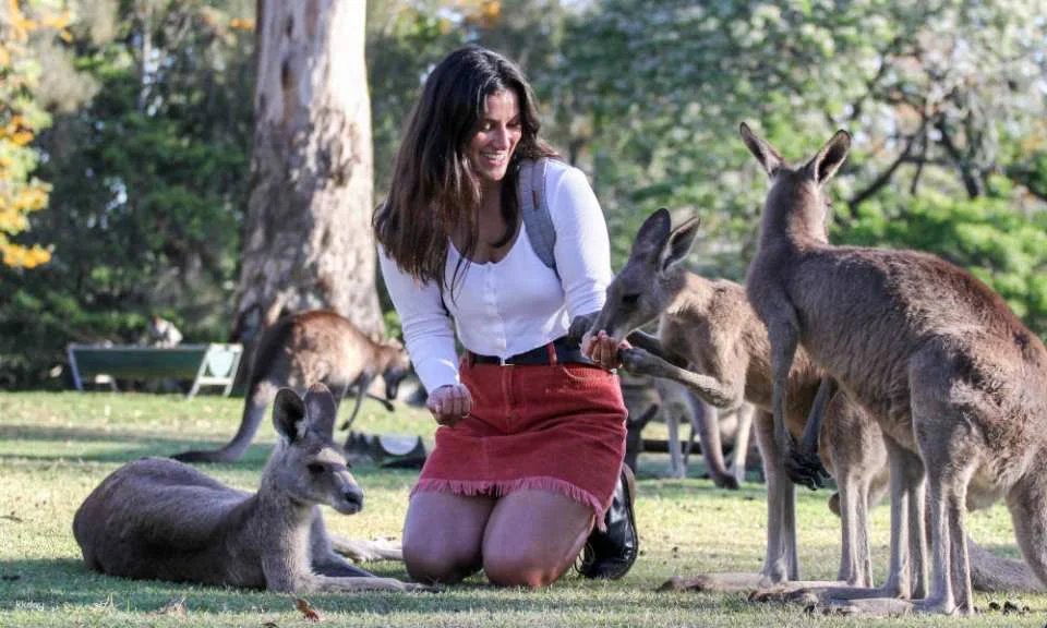 Lone Pine Koala Sanctuary Ticket | Brisbane